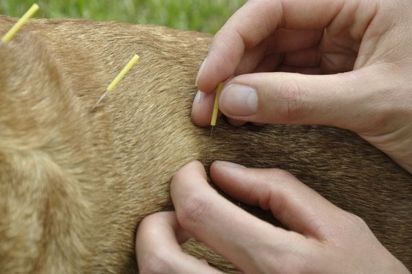 veterinaermedizin-tierheilkunde-giessen-fernwald